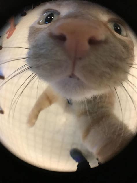 I Got A Fish Eye Lens For My Phone And My Cat Was Interested Imagenes