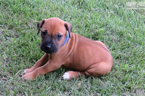 Where can i find ridgeback puppies for sale near and around the da2/south east london postcode area? Blue Collar Female: Rhodesian Ridgeback puppy for sale ...