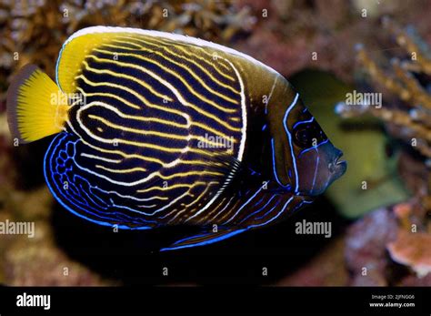 Emperor Angelfish Pomacanthus Imperator Subadult Specimen About To