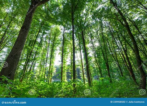 Spring Forest Trees Nature Green Wood Sunlight Backgrounds Stock Photo