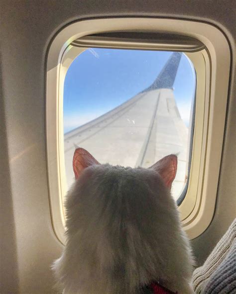 How To Travel With A Cat Incl Flying With A Cat