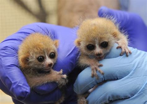 Little Loris Twins Born A Duke Lemur Center Zooborns