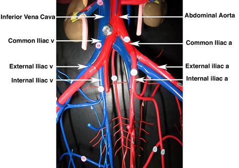 Pin By Daffodilcooper On Bsc2086 Anatomy Arteries Anatomy Anatomy