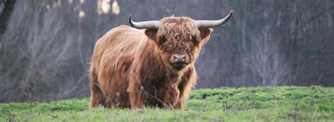 Scottish Highland Cattle Facts And Information Seaworld
