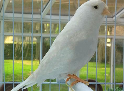 Two Premium White Canaries Male And Female Fly Babies Aviary