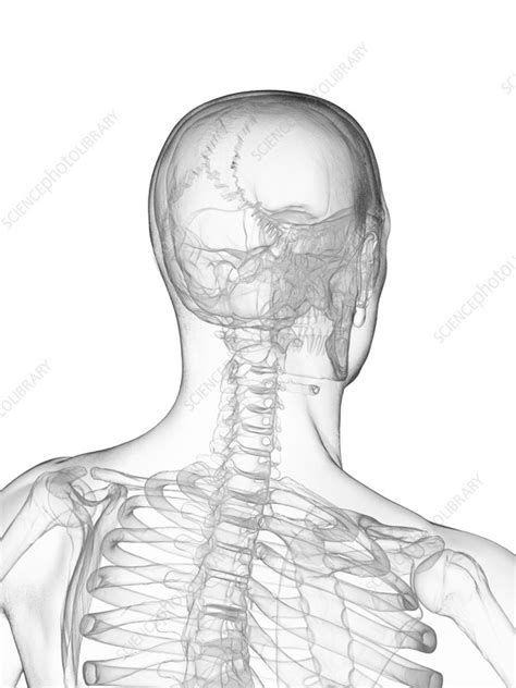 Bones Of Head And Upper Torso Illustration Stock Image F0382278