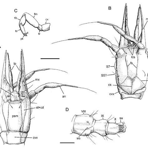 Berothidae Indet Larva B A Head Dorsal View B Head Ventral