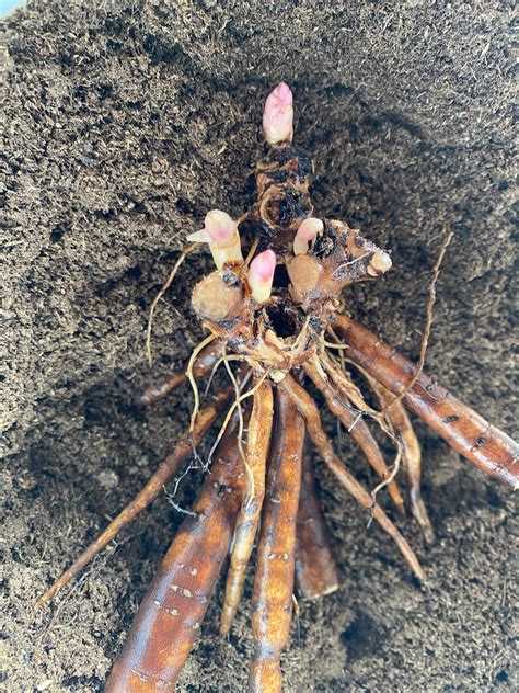 Itoh Peony Pearl Bare Root Tuber With Eyes Etsy