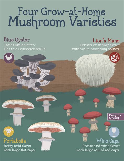 How To Grow Magic Mushrooms At Home Without Spores