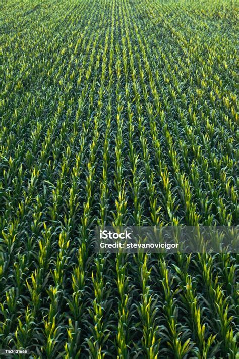 Aerial View Of Green Corn Crops Field Stock Photo Download Image Now