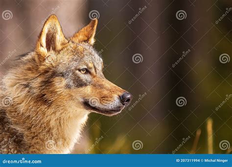 Young Male Gray Wolf Canis Lupus Highly Detailed Portrait Of A Wolf`s
