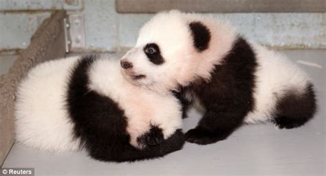 Atlanta Zoos Panda Lun Lun Shows Parenting Skills In Cute New Photos