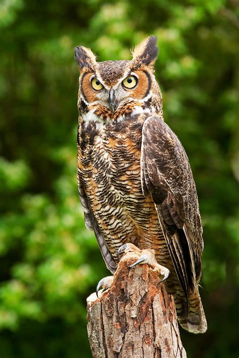 Owl Photograph By David Davis Fine Art America