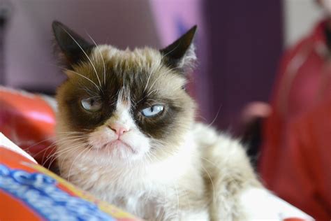 Grumpy Cat Did You Know These 5 Success Stories Got Their Start At