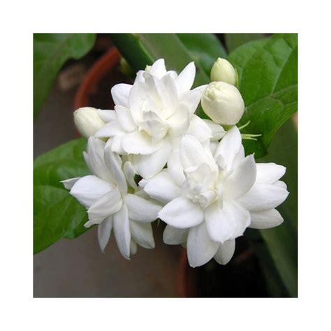 Buy Jasminum Sambac Mogra Arabian Jasmine Plants Online At Lowest Price