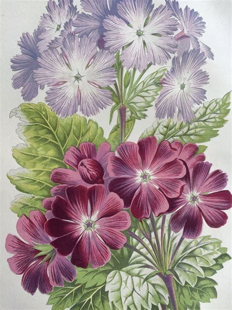 1871 Beautiful Original Antique Hand Coloured Botanical Etsy Uk