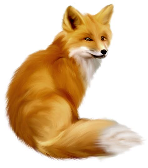 Download High Quality Fox Clipart Realistic Transparent Png Images