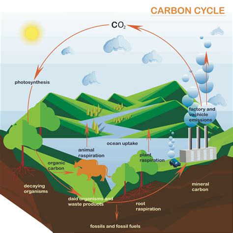 Processes And Pathways Of The Carbon Cycle A Level Geography