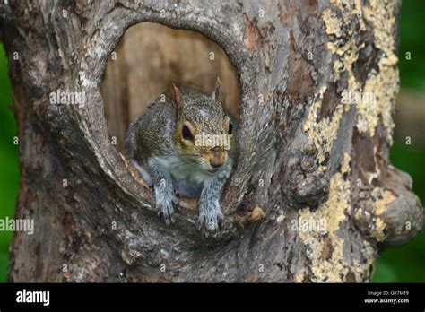 A Grey Squirrel Coming Out Of A Hole In A Tree Trunk Uk Stock Photo Alamy