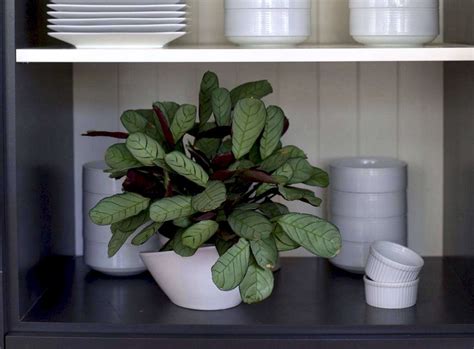 We did not find results for: Gardening 101: Prayer Plants - Gardenista