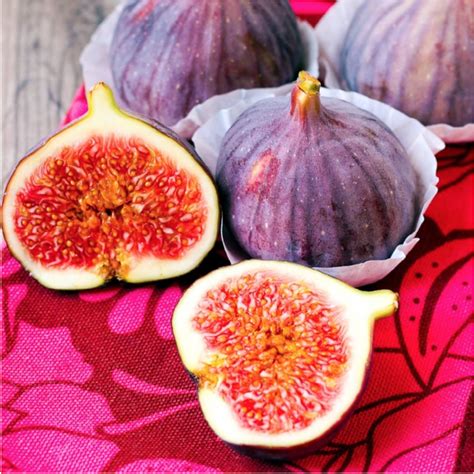 When to prune violette de bordeaux fig tree? Violette de Bordeaux Fig | Fig, Ficus, Fig fruit tree