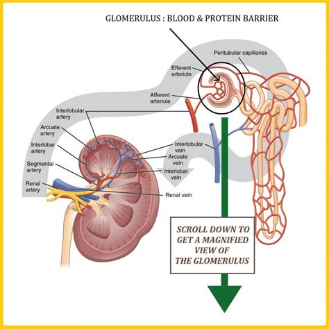 Glomerular Filtration Rate Gfr All Things Kidney Official