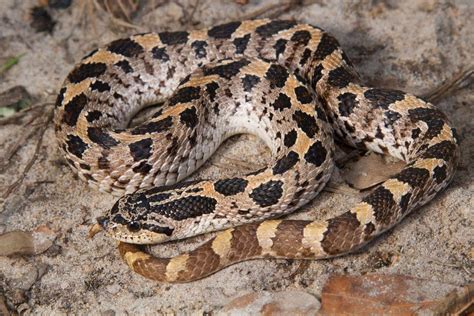 Brown snakes have relatively short fangs compared to vipers and cobras in asia and africa, which have much higher fatality rates. Southern hognose snake | U.S. Fish & Wildlife Service