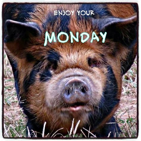 Pin By Catherine Julian On Mondays Mini Pigs Funny Pigs Pig