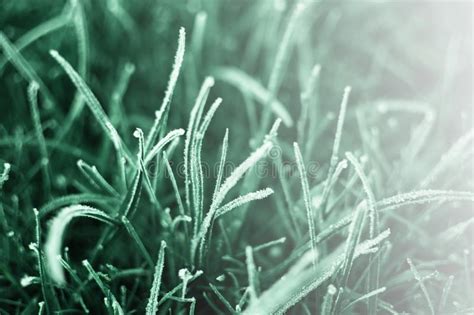 First Frost On Green Grass Stock Image Image Of Fall 162263553