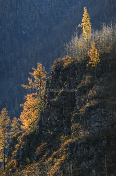 Autumn Trees On A Rocky Hillside Stock Image Image Of Northern