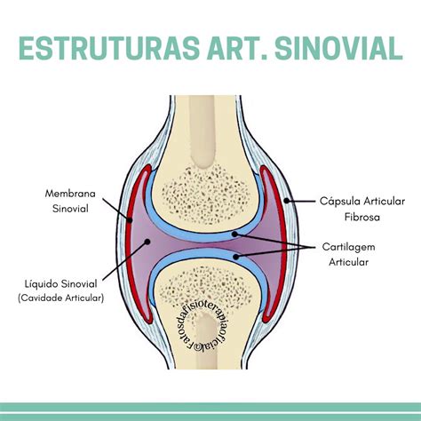 ESTRUTURAS DA ARTICULAÇÃO SINOVIAL Anatomia I