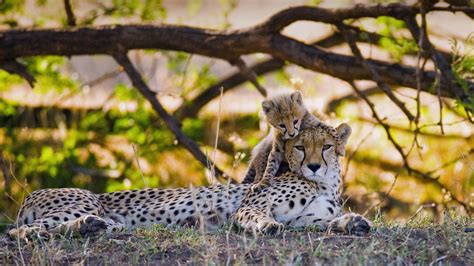 Mother Cheetah Bing Wallpaper Download