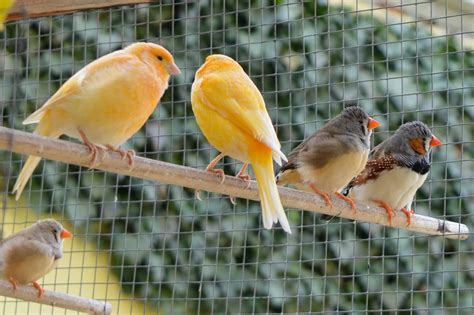 What Birds Can Live Together In An Aviary Bird Hub