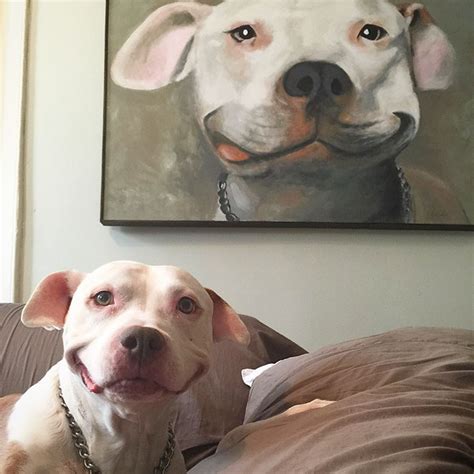 This Once Stray Pit Bull Cant Stop Smiling And The