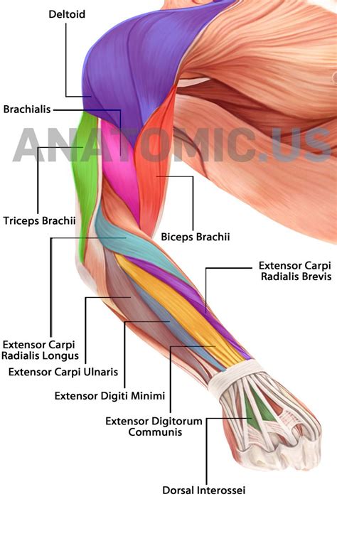 The focus of strong arms is often a pair of well toned and developed biceps. 106 Best images about anatomy and use of the hand and arm ...