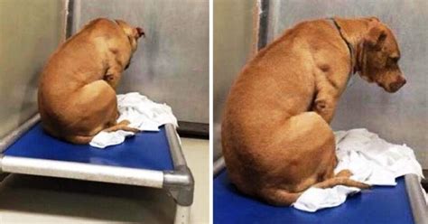 Dog Is Broken After His Adoption Falls Through So He Stares At A Wall