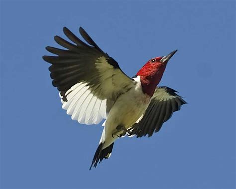 The male red headed woodpecker, as the name suggests, has a bright red head and throat. Red-headed Woodpecker | Audubon Field Guide