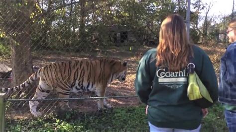 Carolina Tiger Rescue Field Trip Youtube