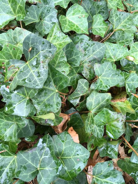 English Ivy Friend Or Foe Nc Cooperative Extension