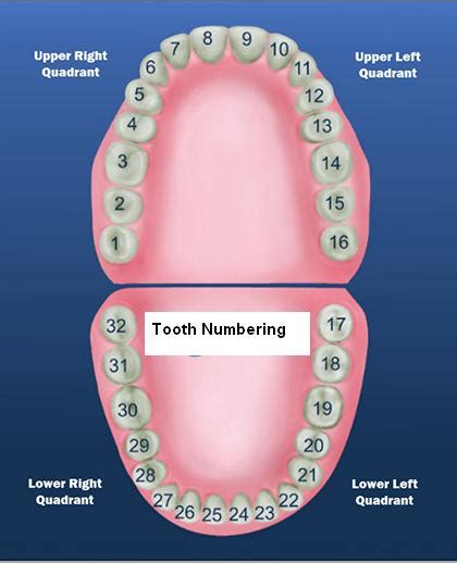 8 best tooth chart printable full sheet. teeth numbers and names a first step in understanding your