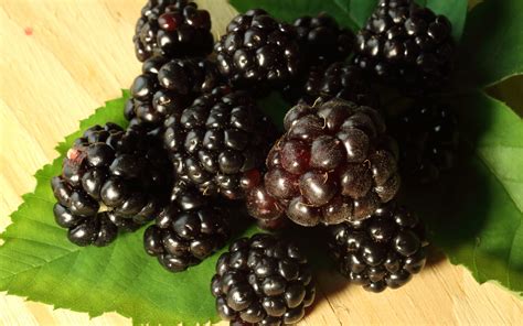 Close View Of Ripe Bramble Fruit Free Stock Photo Public Domain Pictures