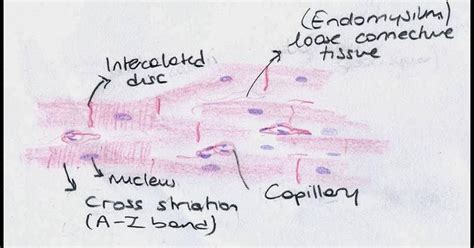 Muscle Tissue