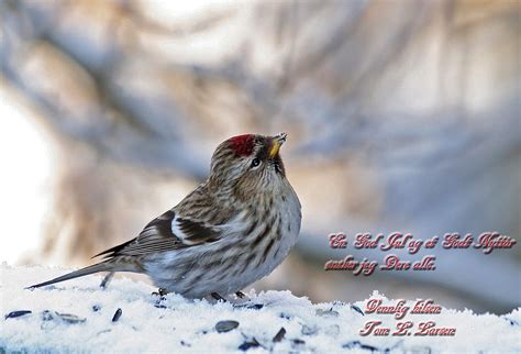 Gott nytt år, nyårsbilder roliga, gott nytt år text. BioFoto Sørlandet: God Jul og Godt Nytt Fotoår!