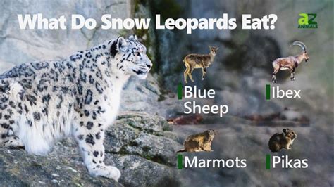 What Do Snow Leopards Eat Food For A Mighty Predator A Z Animals