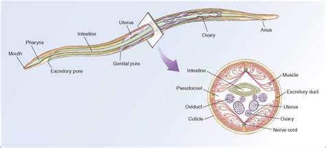 Roundworms Diagram