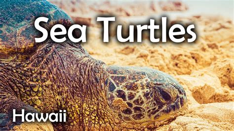 Sea Turtles At Laniakea Beach Youtube