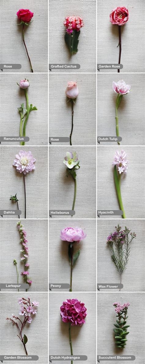 View types of wedding flowers to arrange your special day! 11 best images about flower names on Pinterest | White ...