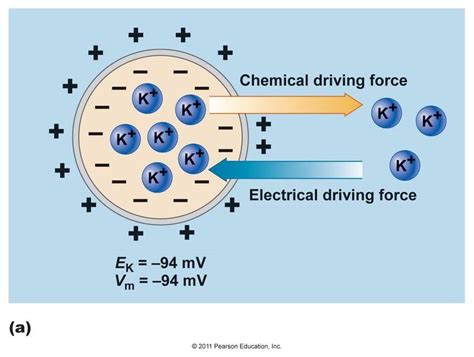 Concentration Gradient Force Vs Electrical Gradient Force