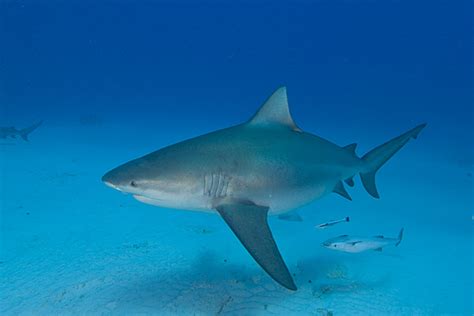 The gestation period lasts 10 to 11 months. Bull Shark Pictures - Images of Carcharhinus leucas the ...