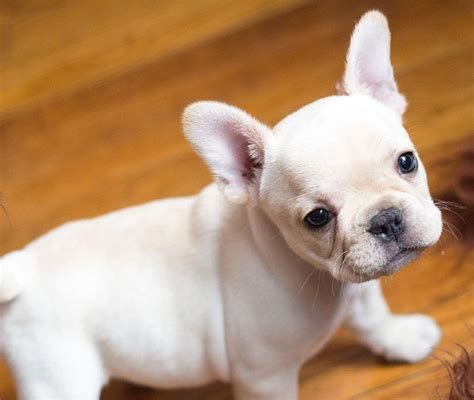 25 Of The Cutest Puppies Weve Ever Seen